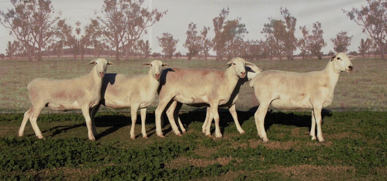Lot 85 5 SIL Ewe Lambs AuctionsPlus
