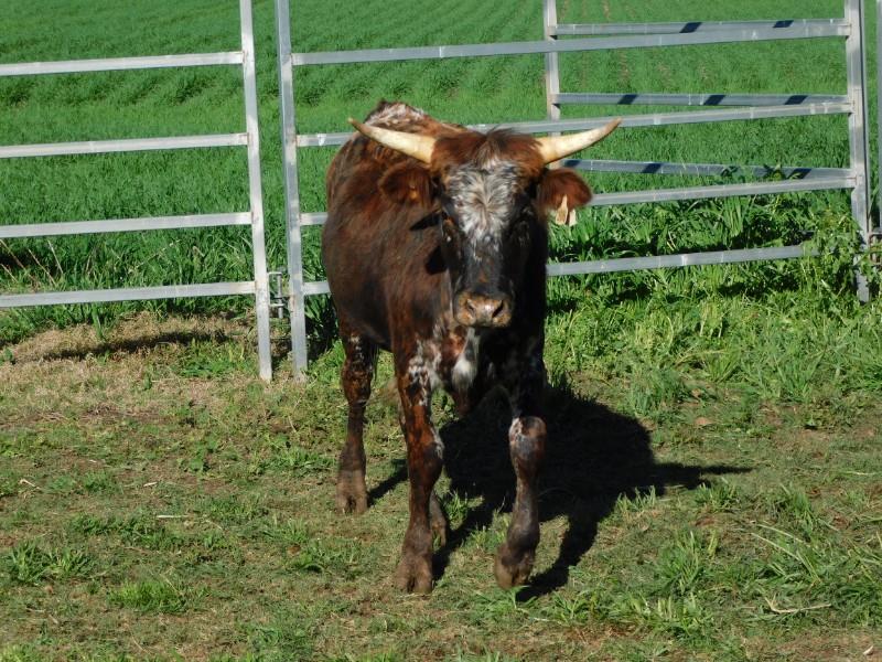 Lot 47 - 1 Stud Bull | AuctionsPlus