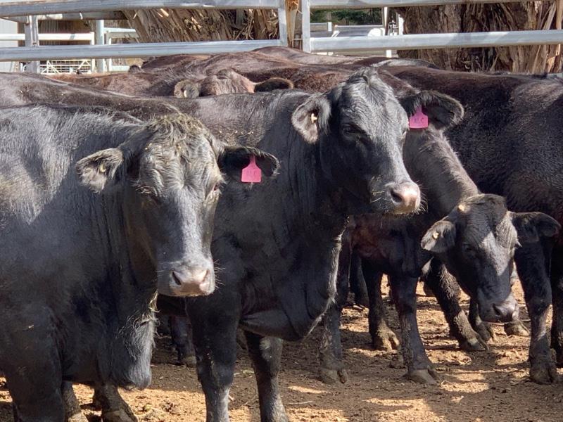 Lot 402 - 21 PTIC Heifers | AuctionsPlus