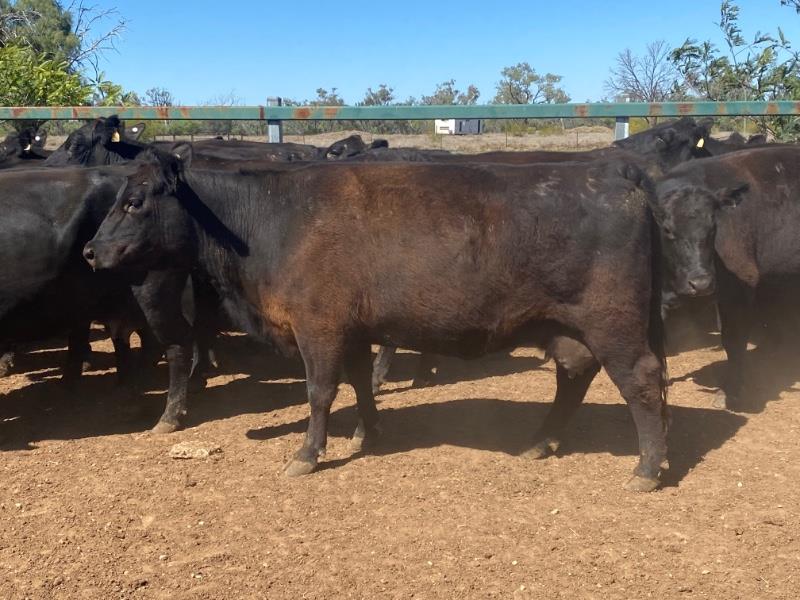 Lot 497 - 39 PTIC Cows | AuctionsPlus