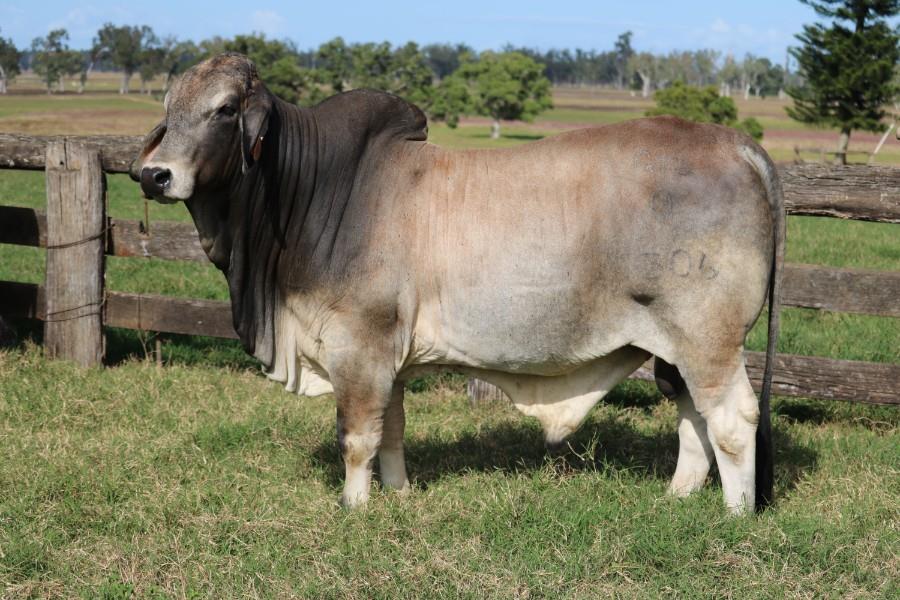 Lot 14 - 1 Stud Bull | AuctionsPlus