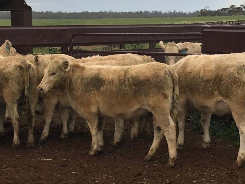 Lot 267 12 Feeder Heifers AuctionsPlus