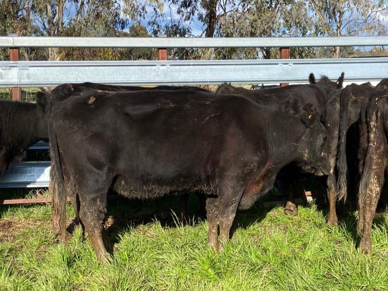 Lot 549 11 PTIC Cows AuctionsPlus