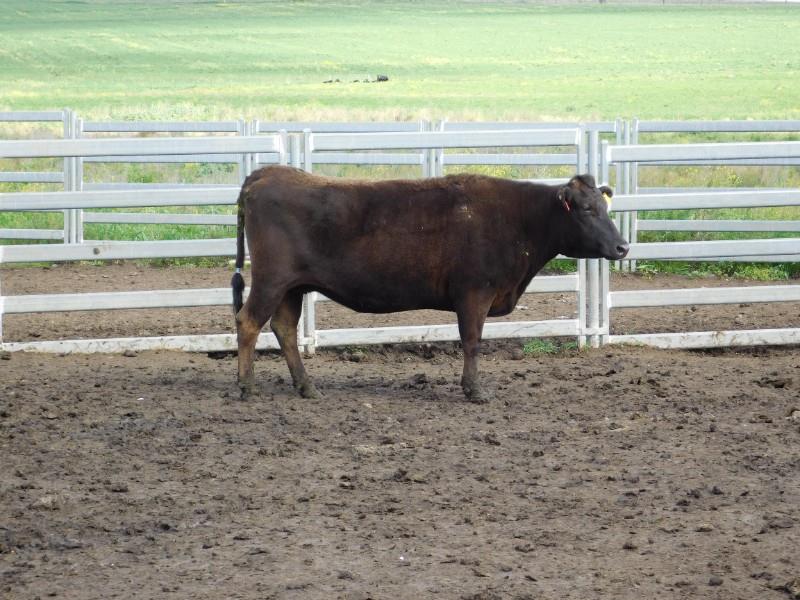 Lot 308 1 PTIC Cow AuctionsPlus