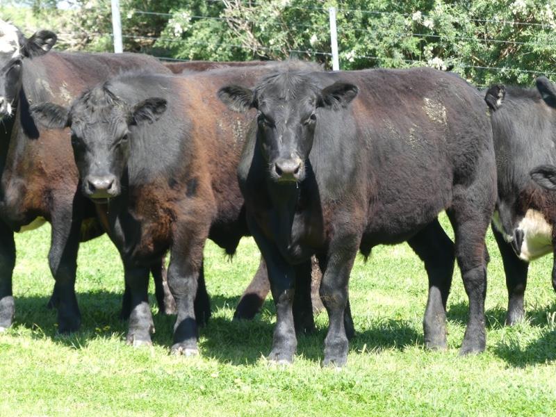 Lot 499 20 Feeder Steers AuctionsPlus