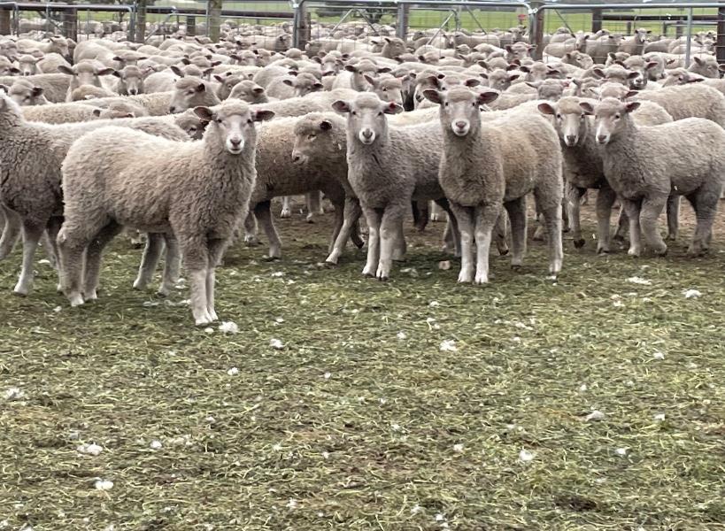 Lot 603 610 Future Breeder Ewe Lambs AuctionsPlus