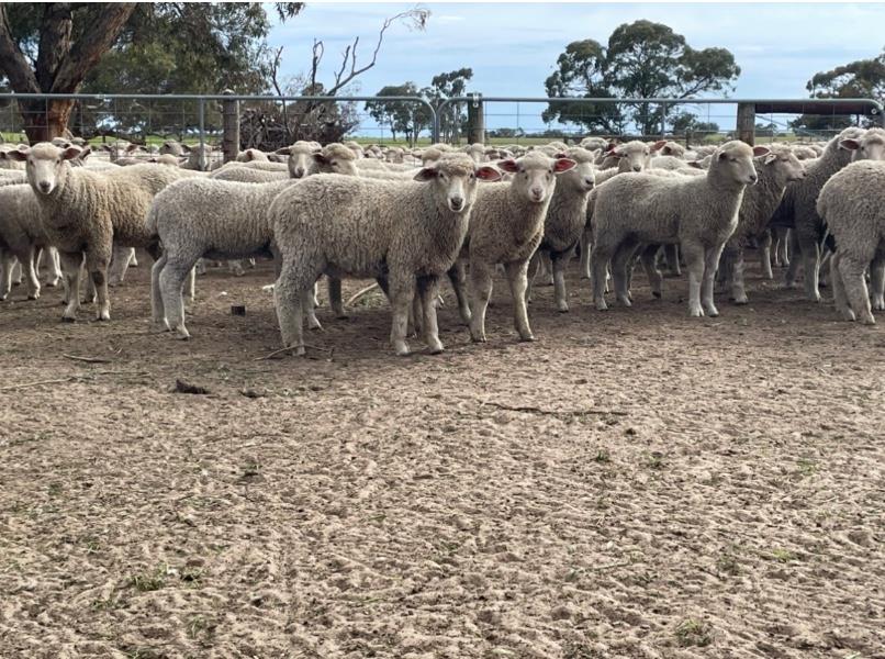 Lot 600 - 500 Store Wether Lambs | AuctionsPlus