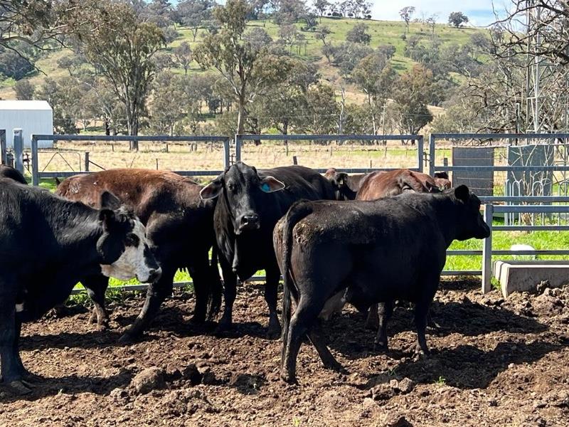 Lot 297 11 PTIC Cows AuctionsPlus