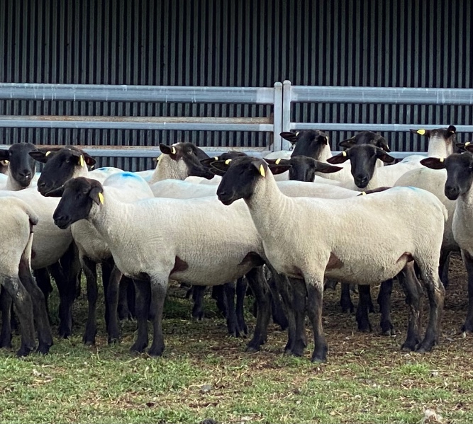 Lot 50 10 SIL Ewe Lambs AuctionsPlus