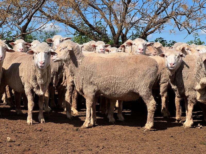WEST WYALONG SHEEP BREEDERS 2022 ANNUAL SPRING SALE Auction 569