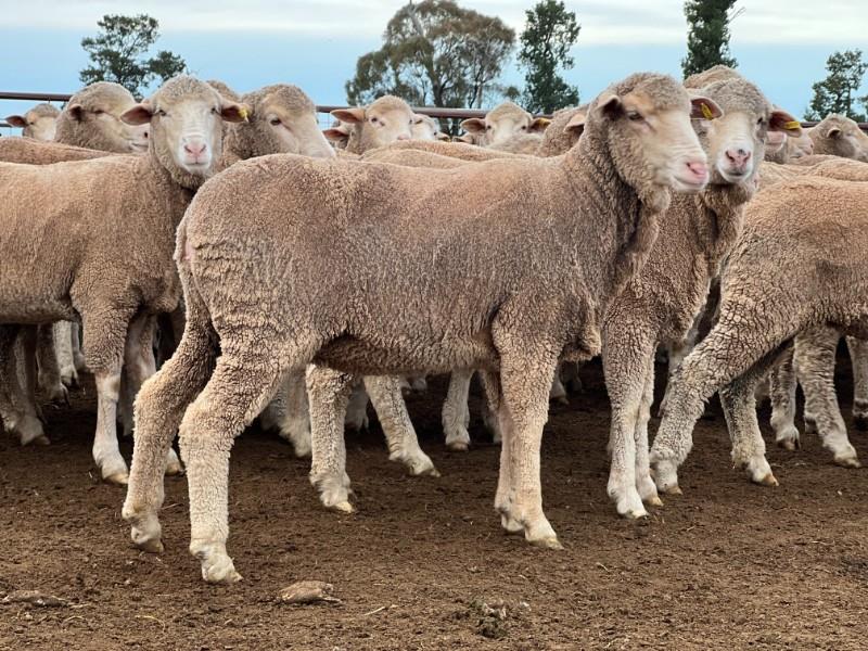 Pen 116 155 NSM Ewes AuctionsPlus