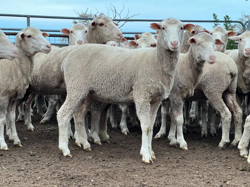 Pen 108 100 NSM Ewes AuctionsPlus