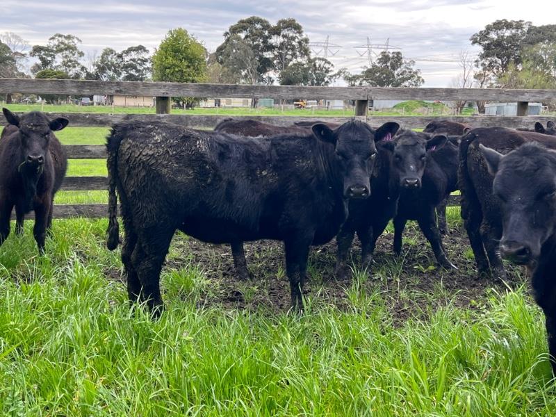 WEANER & YEARLING SALE 2 NSW, VIC & SA Auction 475 AuctionsPlus
