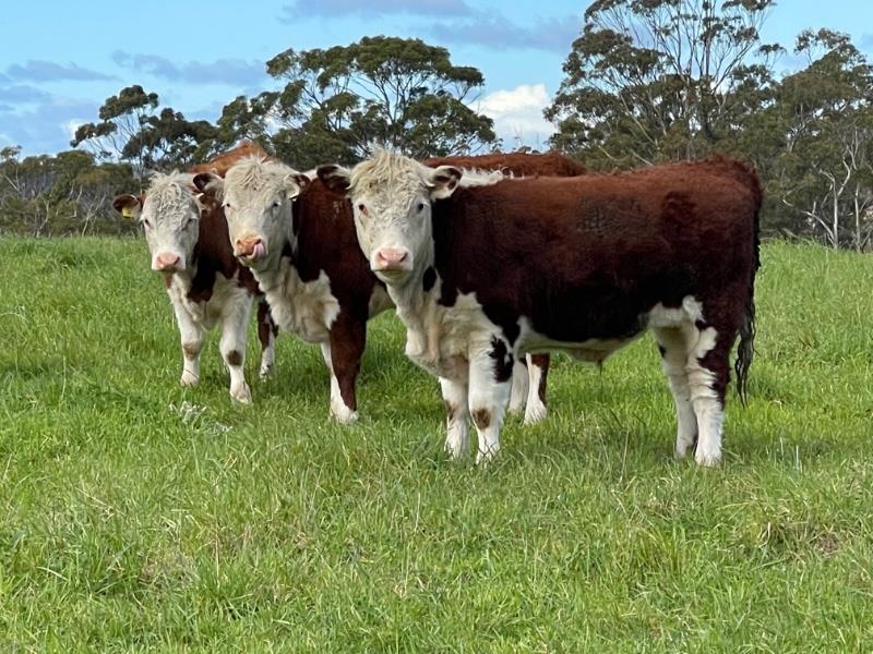 Lot 988 - 9 Yearling Steers | AuctionsPlus