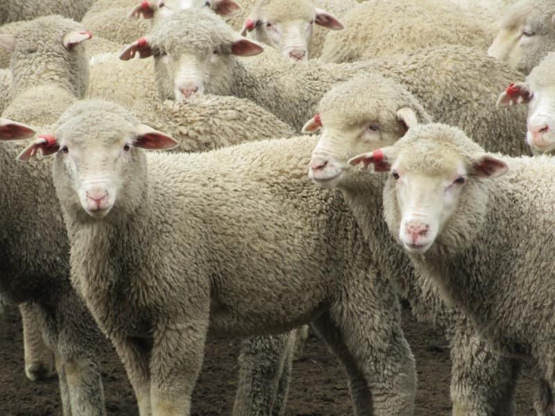 Lot 918 - 870 Wether Lambs | AuctionsPlus