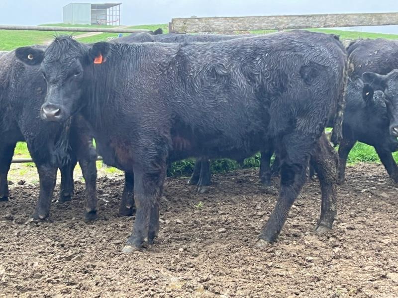 Lot 3 10 Feeder Steers AuctionsPlus
