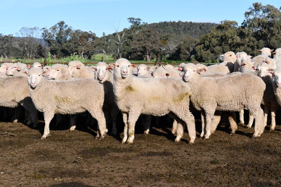 Lot 747 376 Mixed Sex Lambs Auctionsplus 