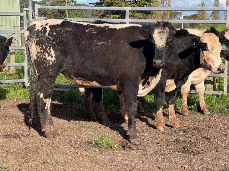 Lot 18 5 Feeder Steers AuctionsPlus