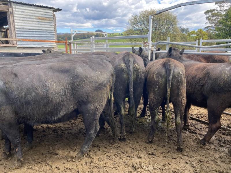 Lot 22 8 Feeder Heifers AuctionsPlus