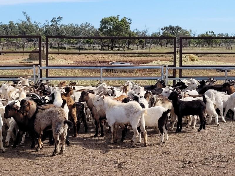 NATIONAL GOAT SALE Auction 971 AuctionsPlus