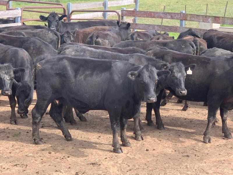 Lot 733 - 31 PTIC Cows | AuctionsPlus