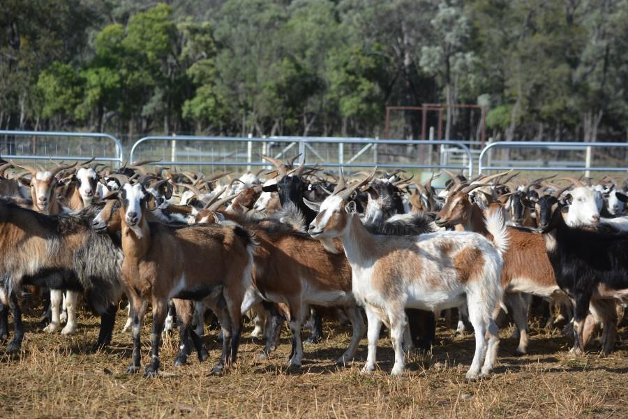 NATIONAL GOAT SALE Auction 971 AuctionsPlus