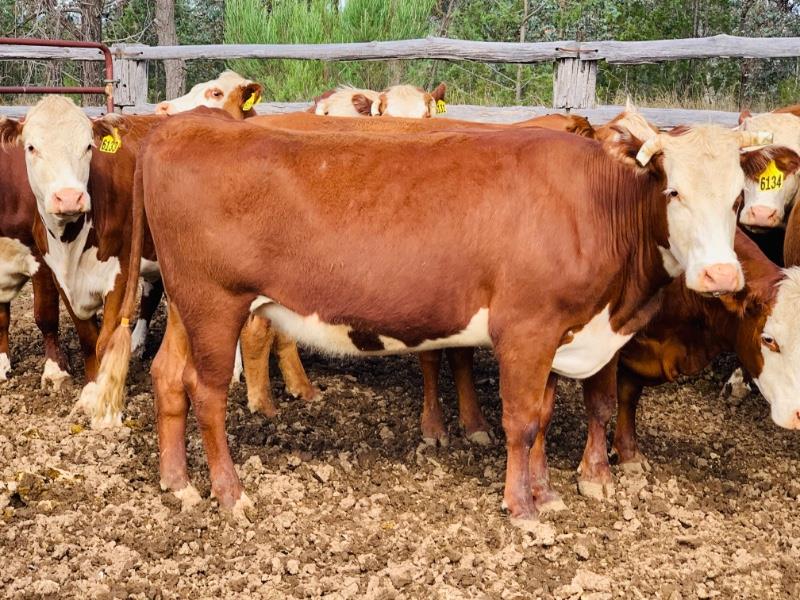 Lot 712 - 15 PTIC Cows | AuctionsPlus