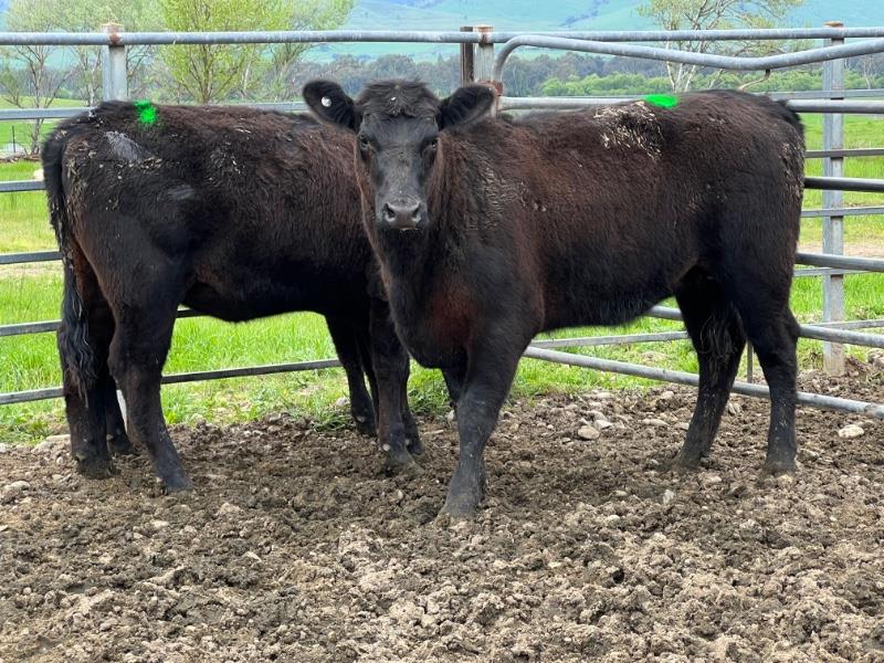 Lot 630 3 Yearling Heifers AuctionsPlus