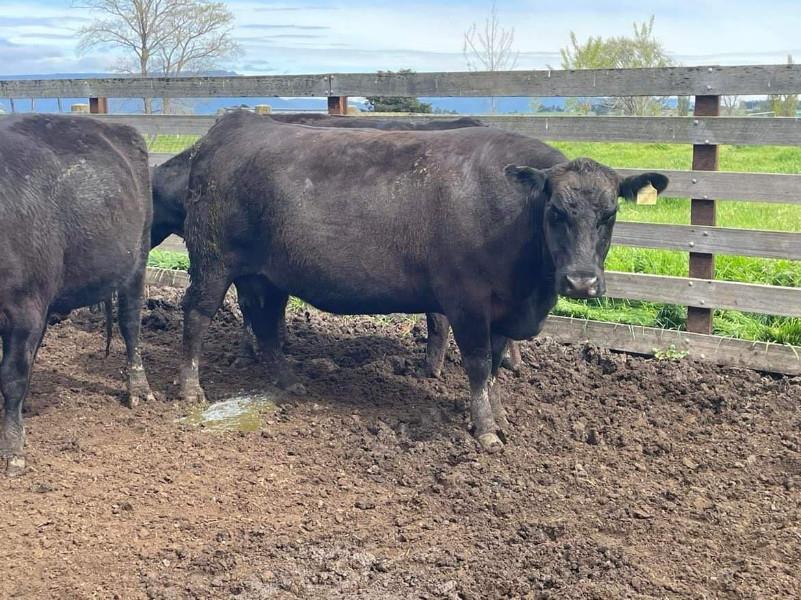 Lot 444 - 39 NSM Cows & 41 Calves | AuctionsPlus