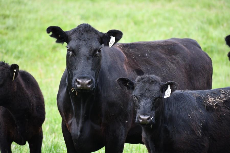 Lot 300 - 17 Station Mated Cows & 17 Calves | AuctionsPlus