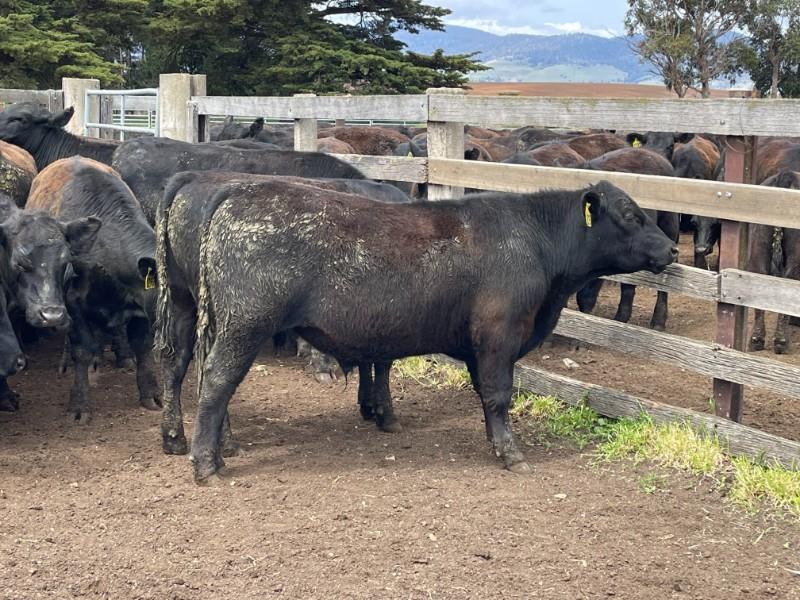Lot 448 25 Backgrounder Steers AuctionsPlus