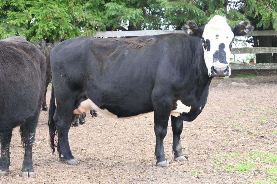 Lot 166 - 21 NSM Cows & 21 Calves | AuctionsPlus