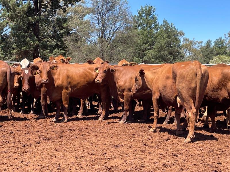 Lot 206 54 PTIC Cows AuctionsPlus