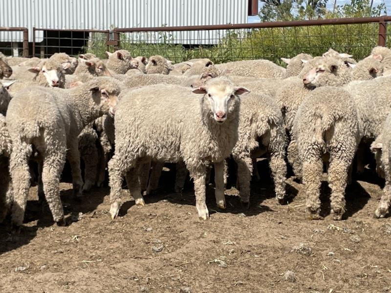 Lot 500 109 Mixed Sex Lambs Auctionsplus