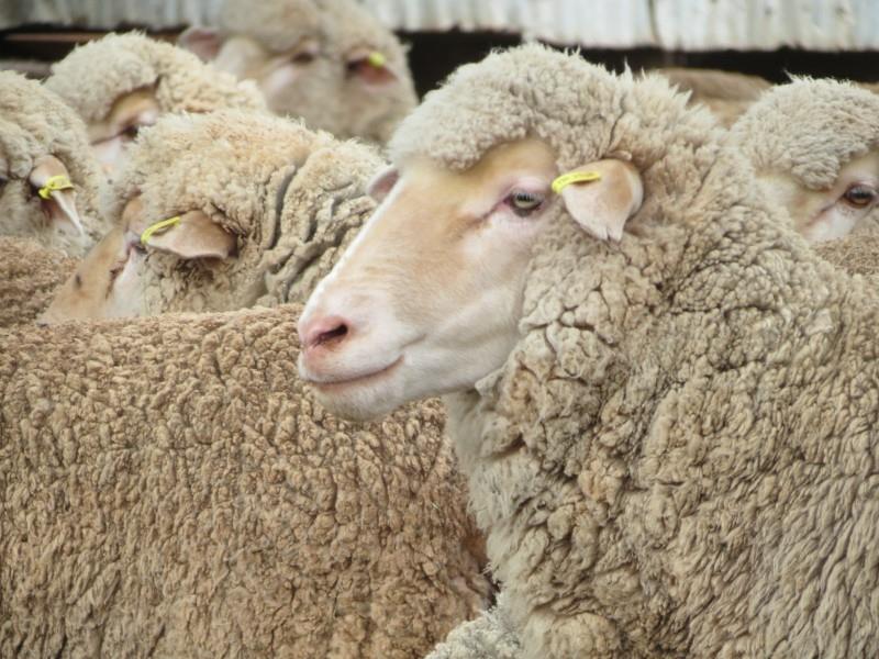 Pen 127 - 195 NSM Ewes | AuctionsPlus