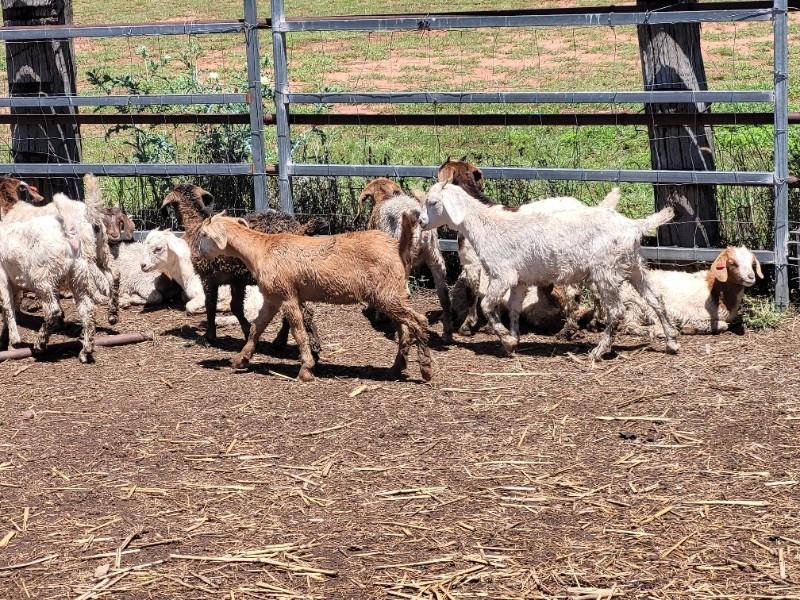 NATIONAL GOAT SALE Auction 100 AuctionsPlus