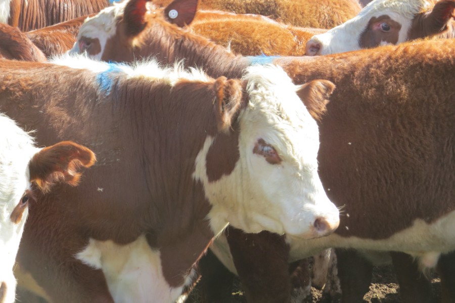 Lot 840 35 Feeder Steers AuctionsPlus