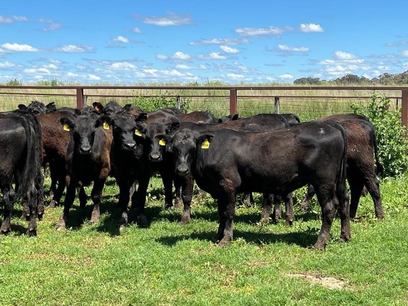 Lot 836 - 89 Steers | AuctionsPlus