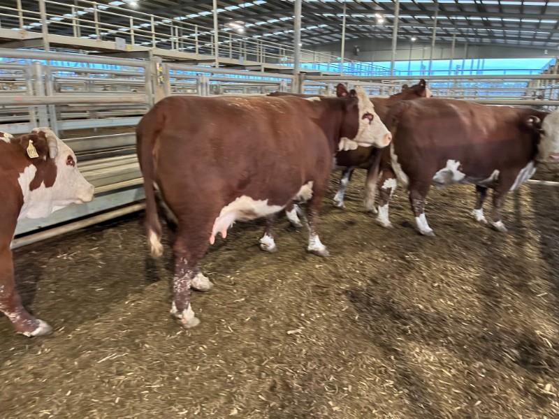 Lot 260 18 NSM Cows & 18 Calves AuctionsPlus