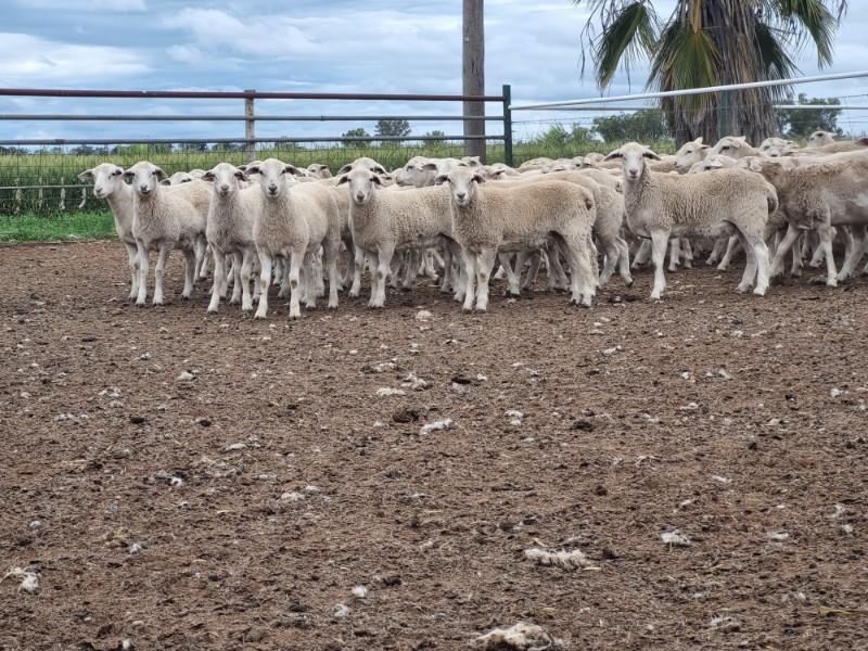 Lot 366 55 Ewe Suckers AuctionsPlus