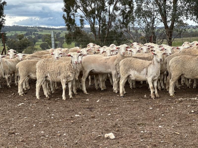 Lot 369 - 260 Future Breeder Ewe Lambs | AuctionsPlus