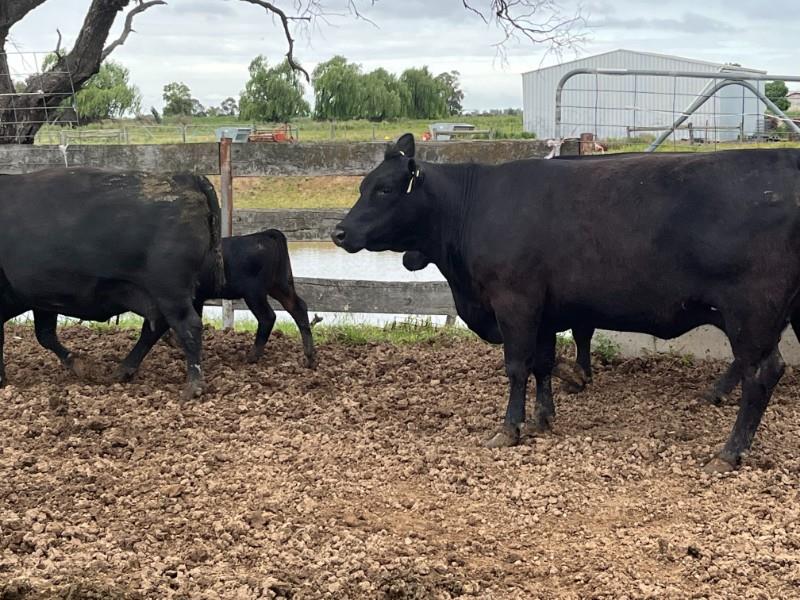 Lot 474 - 7 NSM Cows & 7 Calves | AuctionsPlus