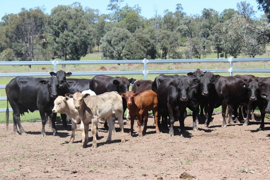 Lot 259 16 Station Mated Cows & 16 Calves AuctionsPlus