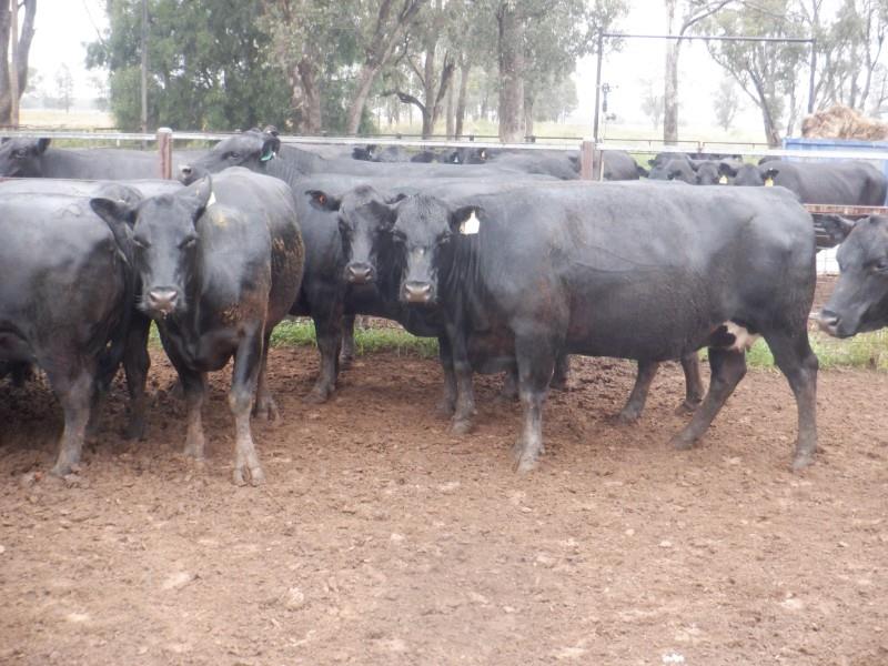 Lot 402 20 PTIC Cows AuctionsPlus