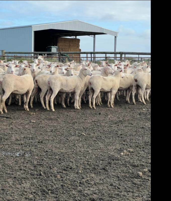 NARACOORTE FIRST CROSS 1 & 1/2 YEAR EWE SALE Auction 190 AuctionsPlus