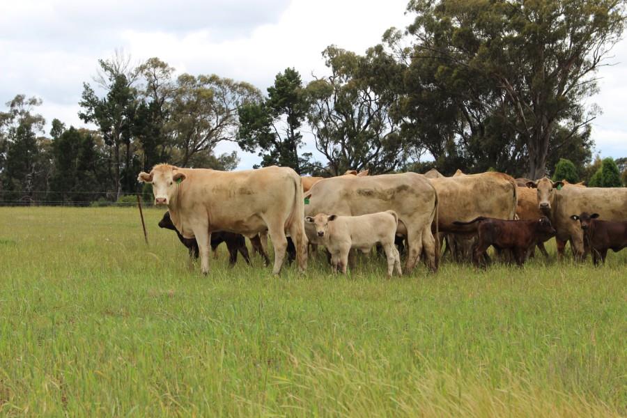 Lot 406 - 22 NSM Cows & 22 Calves | AuctionsPlus