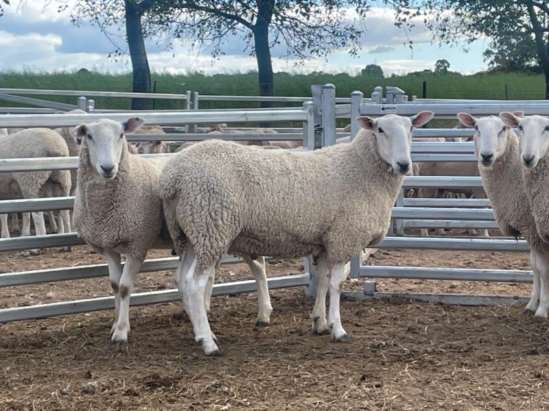 Lot 357 - 5 Rams | AuctionsPlus
