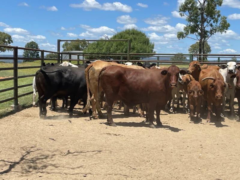 Lot 474 - 44 NSM Cows & 44 Calves | AuctionsPlus