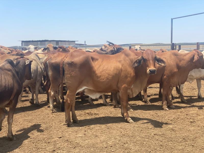 Lot 464 - 61 Station Mated Cows & 60 Calves | AuctionsPlus