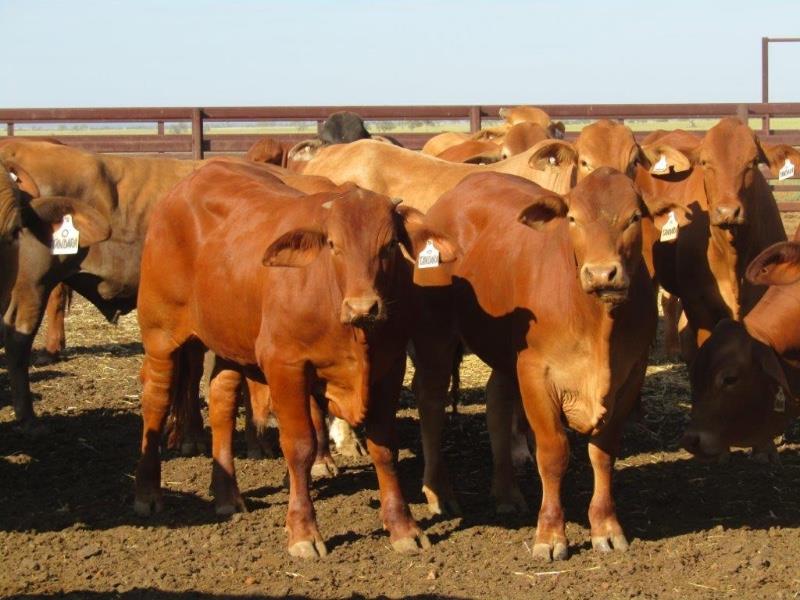 Lot 118 100 Feeder Steers AuctionsPlus